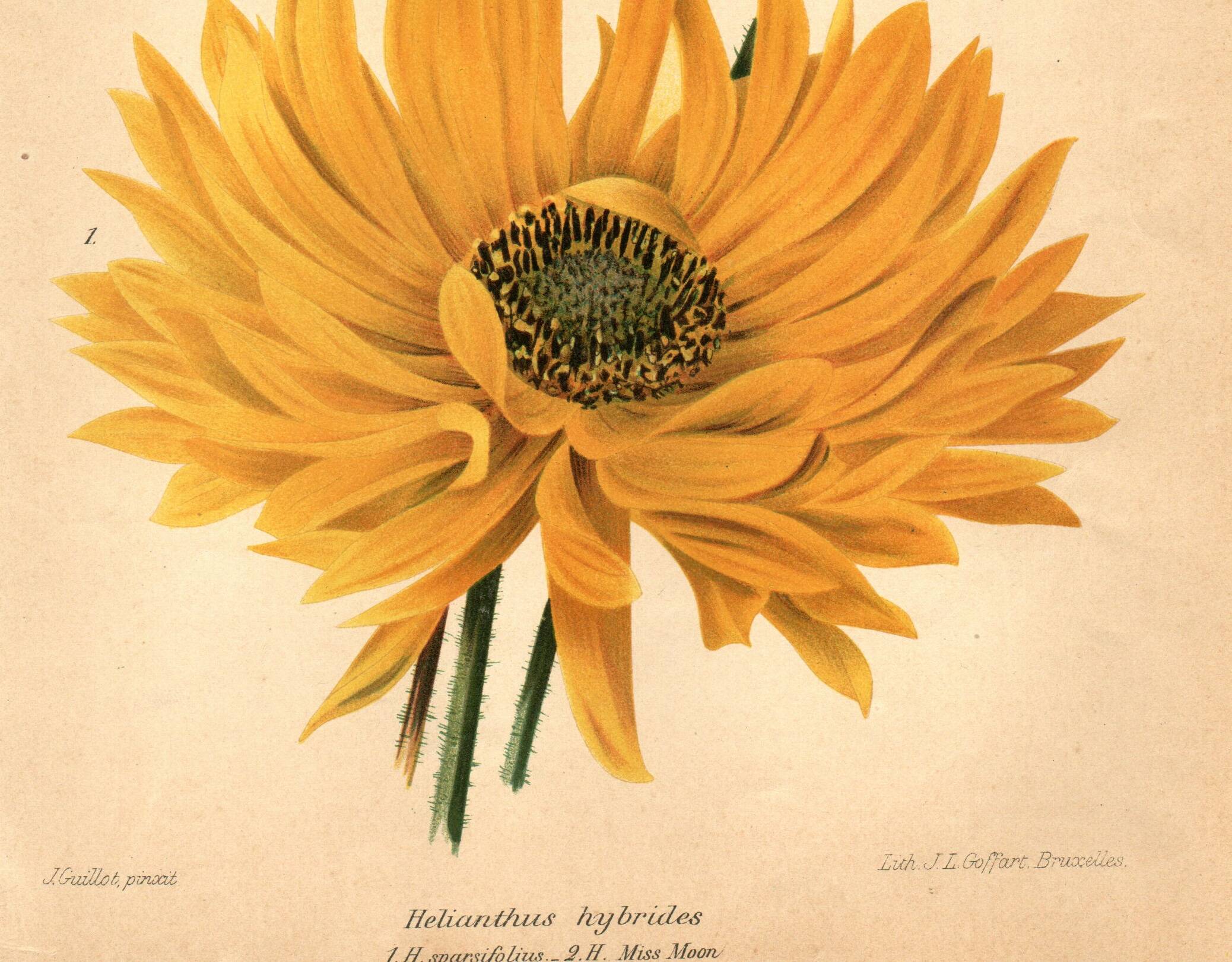 Botanical Engraving 1911 - Hélianthus by J. Guillot - Flower, Lithograph