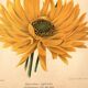 Botanical Engraving 1911 - Hélianthus by J. Guillot - Flower, Lithograph