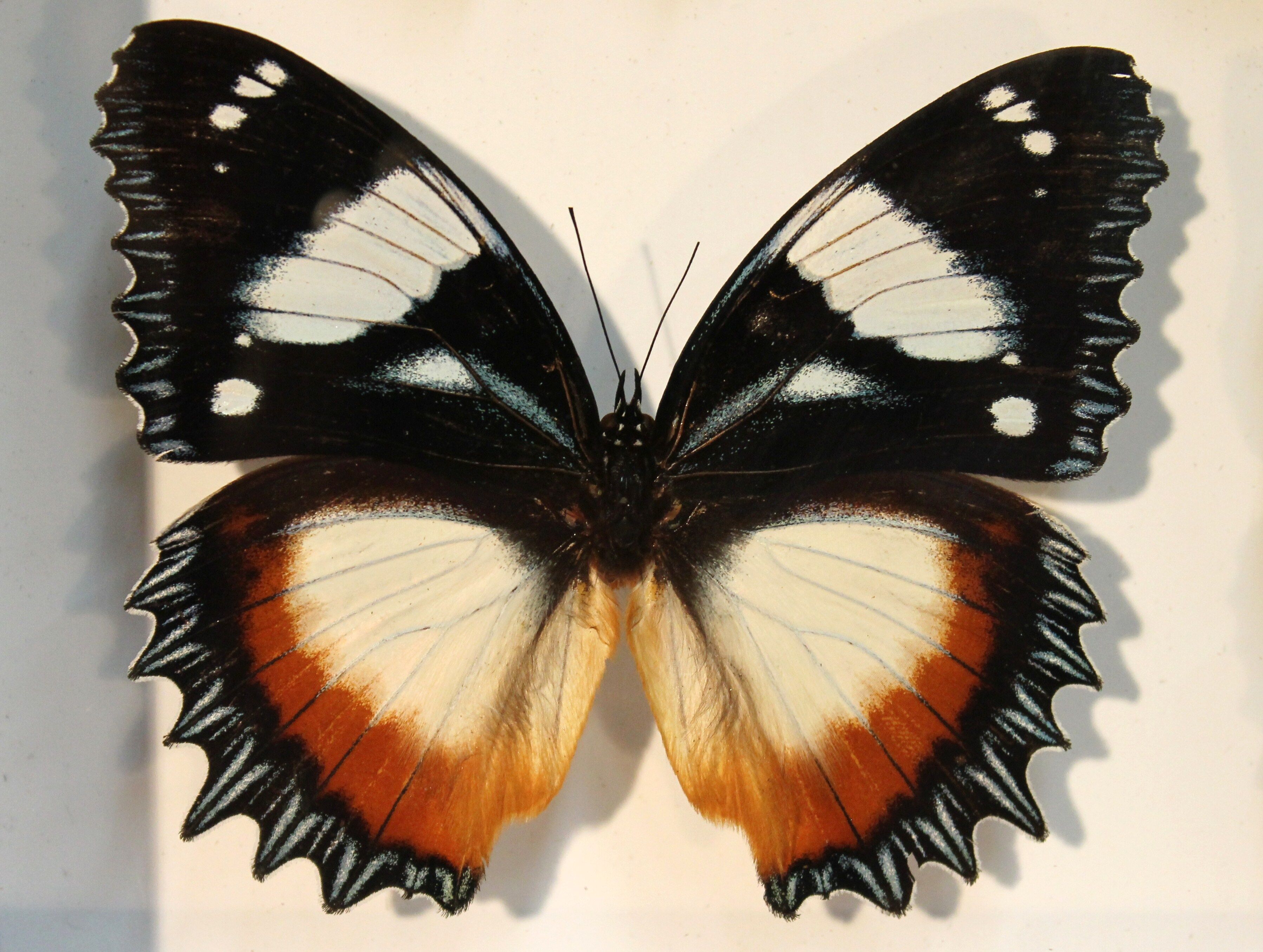 Framework set of 6 butterflies