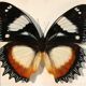 Framework set of 6 butterflies