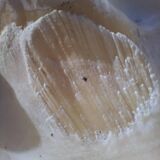 Tridacna shell (86 cm) – on base – rare and decorative