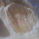 Tridacna shell (86 cm) – on base – rare and decorative