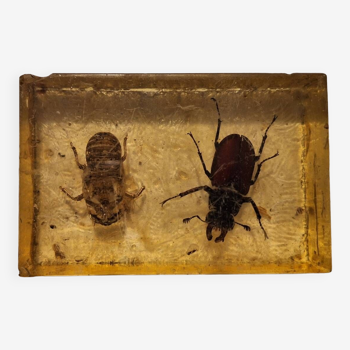 Insect inclusion under plexiglass