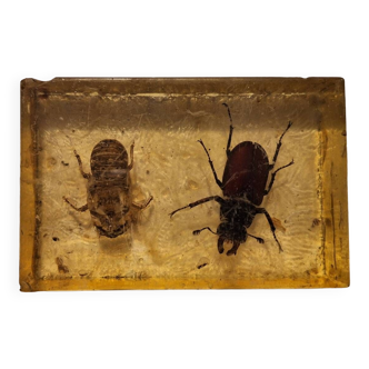 Insect inclusion under plexiglass