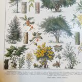 Lithograph on trees from 1928 "beech"