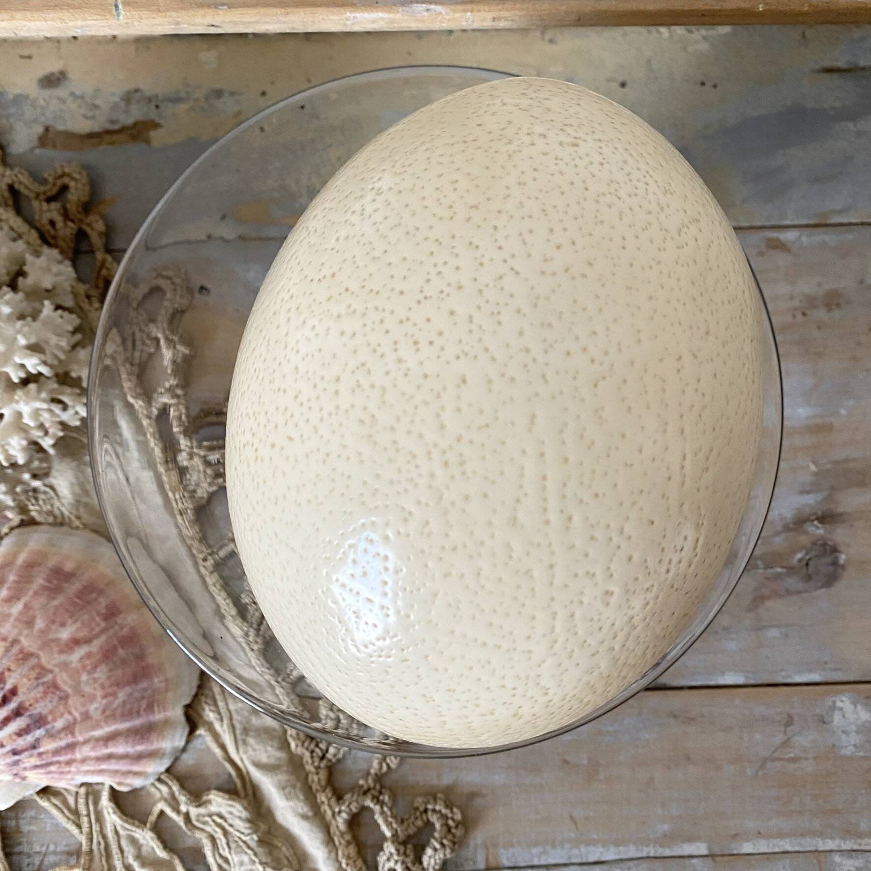 Ostrich egg curiosity cabinet