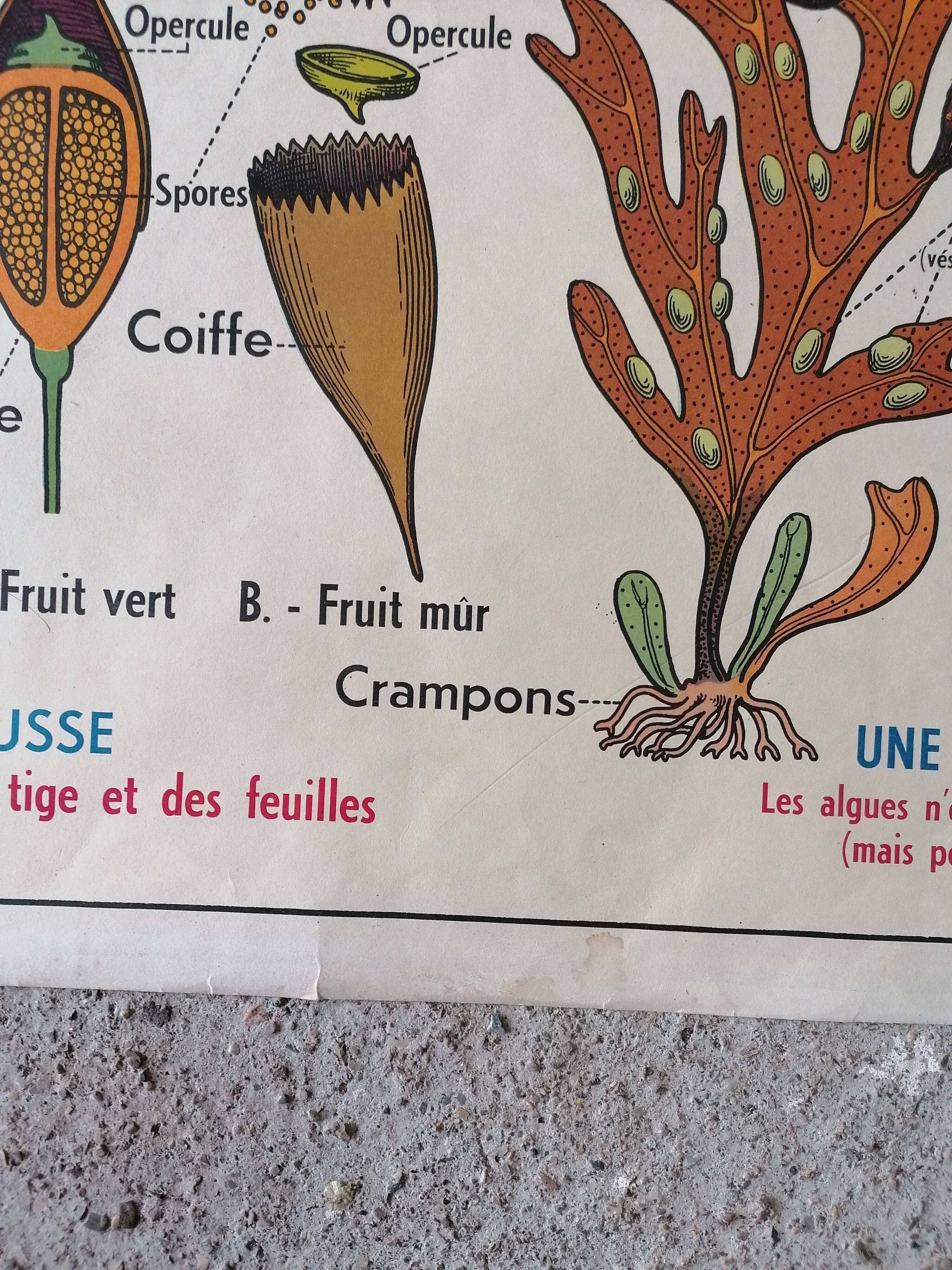 Old MDI school poster: Plants without flowers & Wheat, grasses.