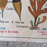 Old MDI school poster: Plants without flowers & Wheat, grasses.