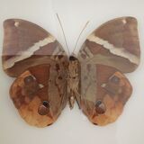 Brown Butterfly framed Deyrolle curiosity cabinet