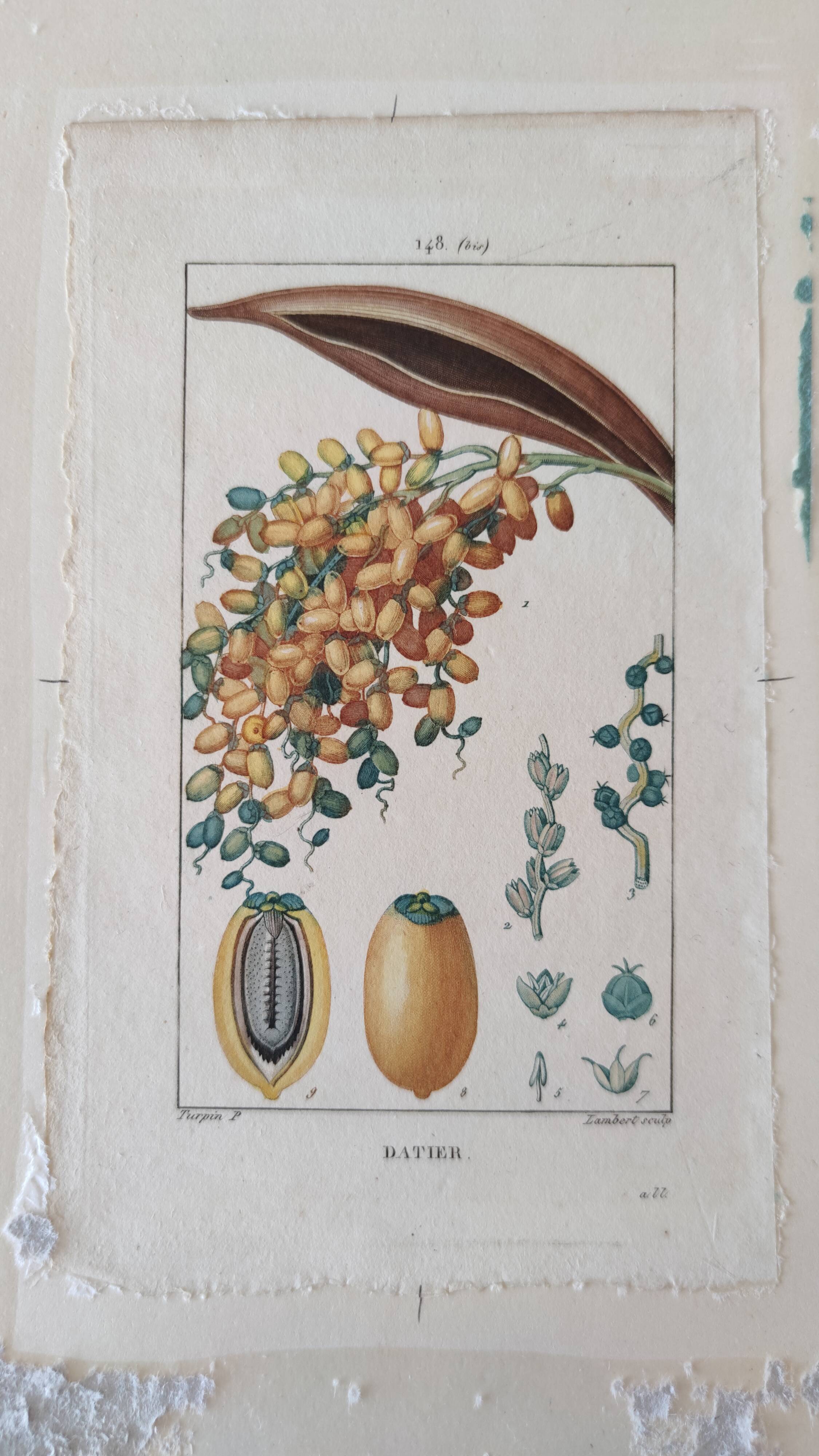 Datier framed botanical engraving by Turpin circa 1800