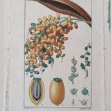 Datier framed botanical engraving by Turpin circa 1800