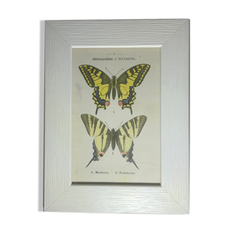 Gravure botanique ancienne papillon encadré 1900 G Denise