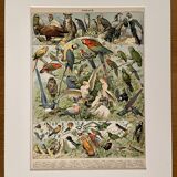 Lithograph on birds (parrot) - 1900