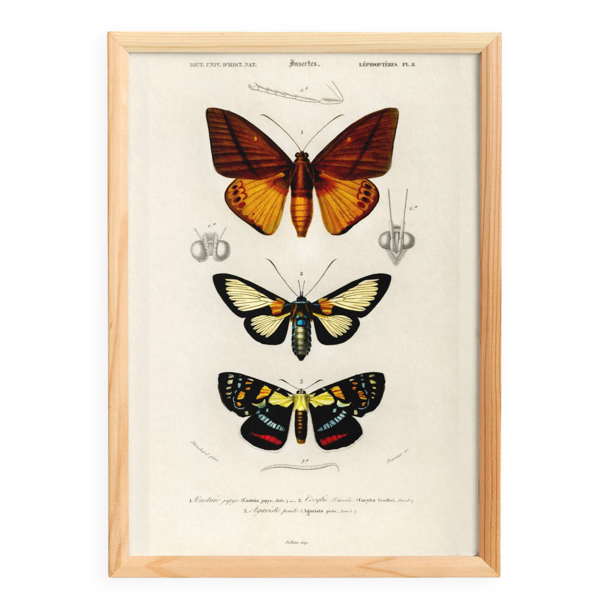Poster about tropical butterflies, based on an old engraving from 1849.