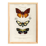 Poster about tropical butterflies, based on an old engraving from 1849.