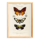 Poster about tropical butterflies, based on an old engraving from 1849.