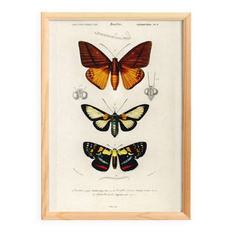Poster about tropical butterflies, based on an old engraving from 1849.
