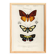 Poster about tropical butterflies, based on an old engraving from 1849.