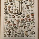 Lithograph engraving on mushrooms from 1897 (caesars)