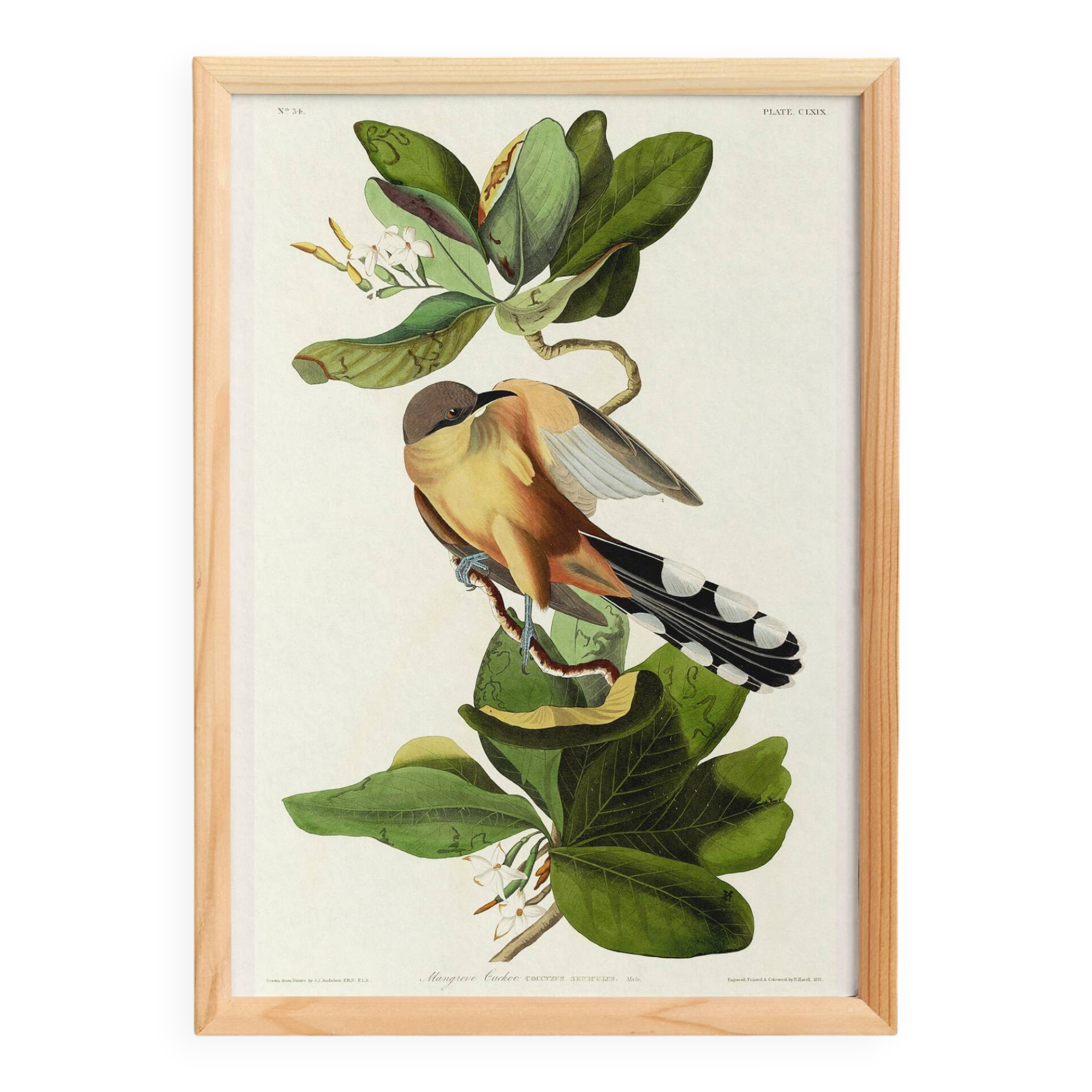 Poster about the Mangrove Sugarbird, based on an old engraving from 1827.