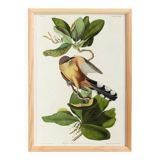 Poster about the Mangrove Sugarbird, based on an old engraving from 1827.