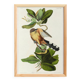 Poster about the Mangrove Sugarbird, based on an old engraving from 1827.