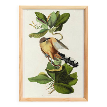 Poster about the Mangrove Sugarbird, based on an old engraving from 1827.