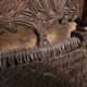 Antique Afghan chair