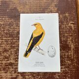 Vintage botanical board bird engraving 19th