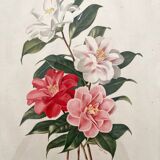 Lithograph - vintage botanical print Camellia Japonica