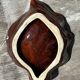 Pair of 60s-70s Vallauris Ceramic Empty Pockets in Shell Shape