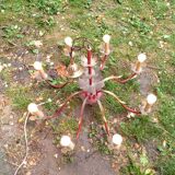 Chandelier gilded sheet metal masca Italy 60s Hollywood regency