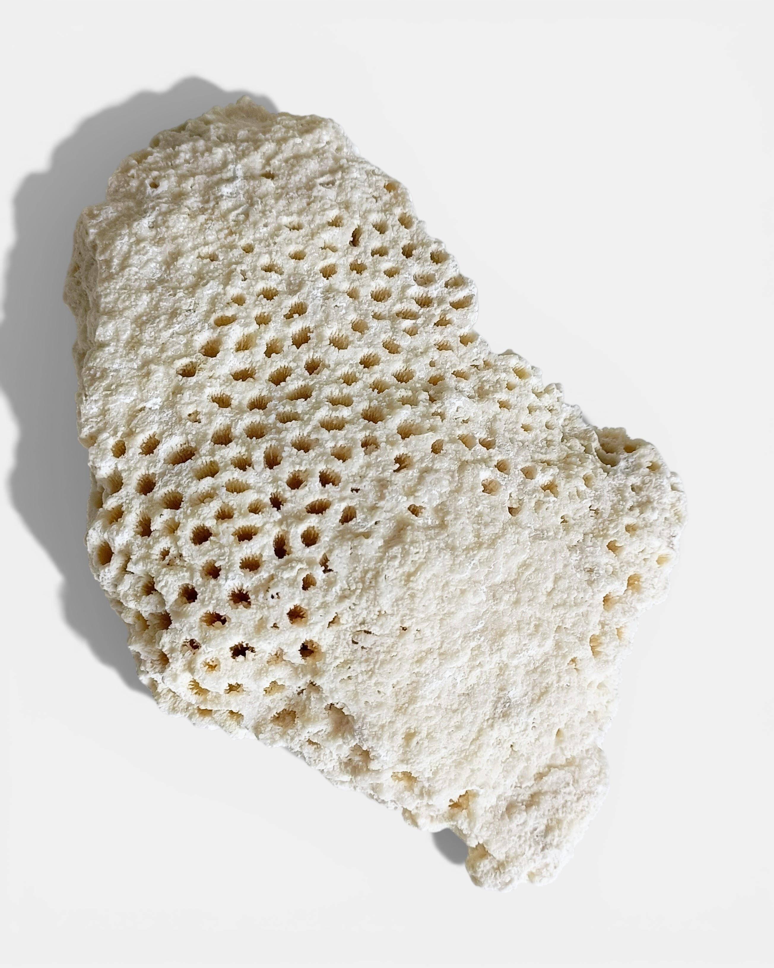Sculptural White Coral Fossil, Organic Modern Decor from South Asia