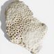 Sculptural White Coral Fossil, Organic Modern Decor from South Asia