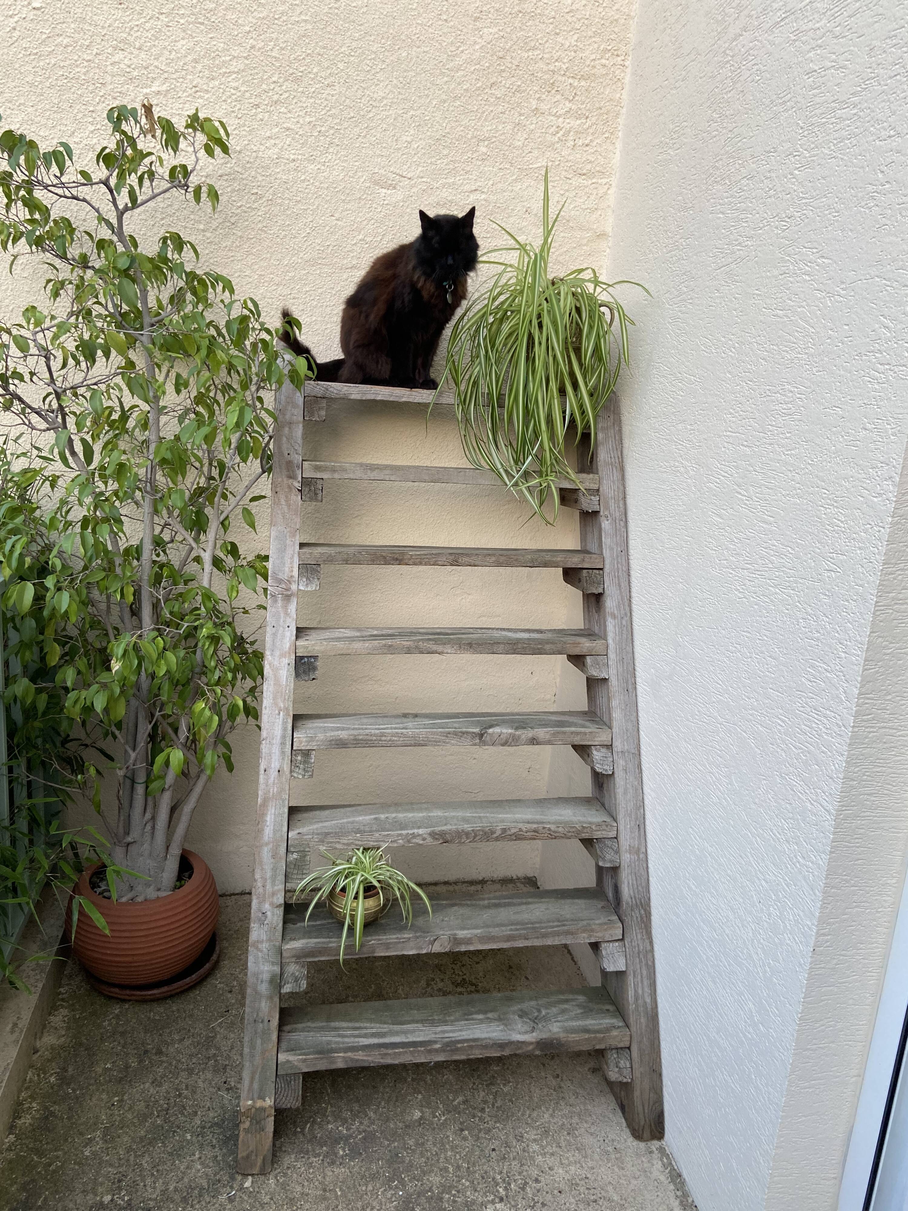 Workshop staircase in vintage raw wood