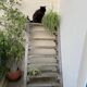 Workshop staircase in vintage raw wood