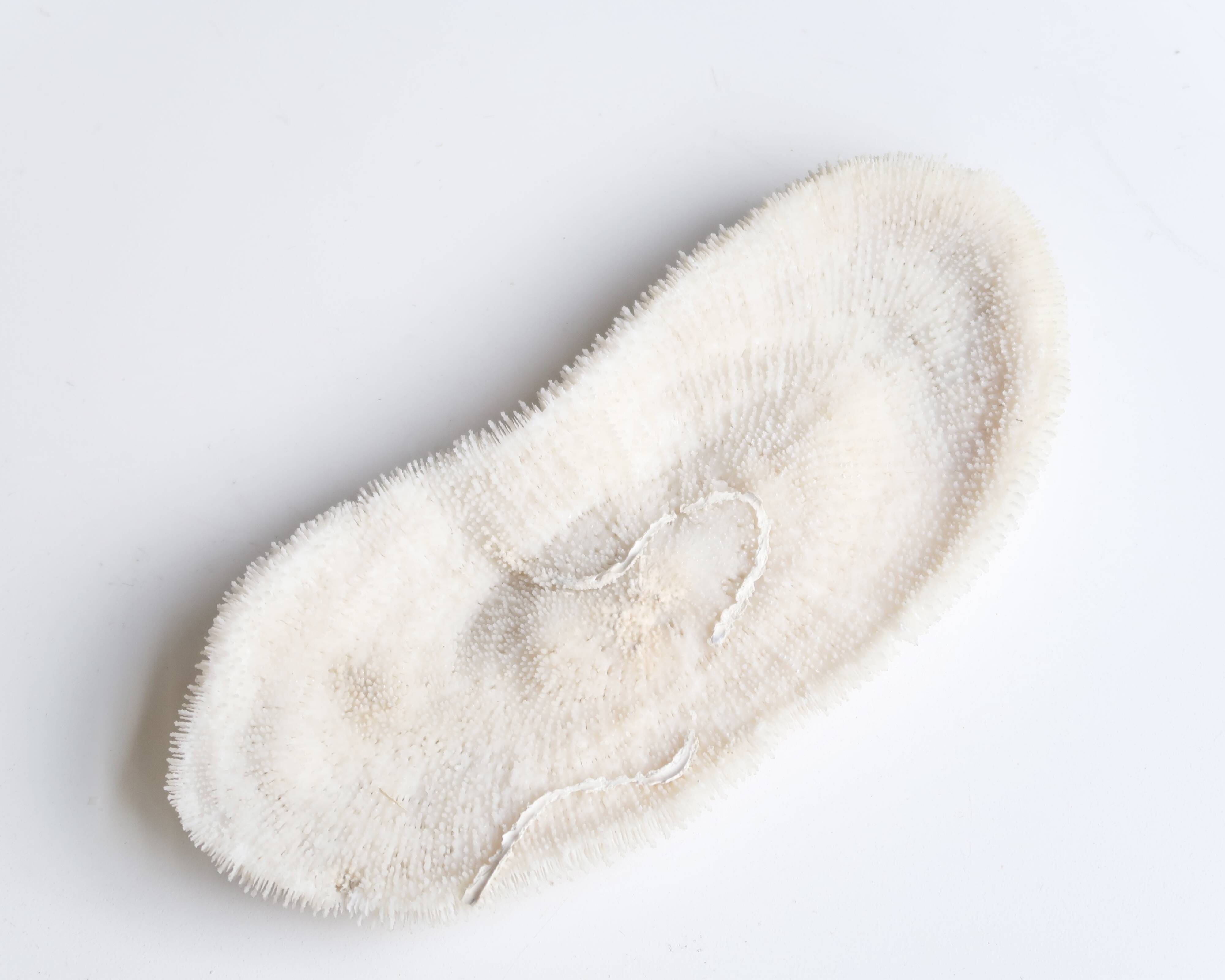 White coral, cabinet of curiosities, 70s