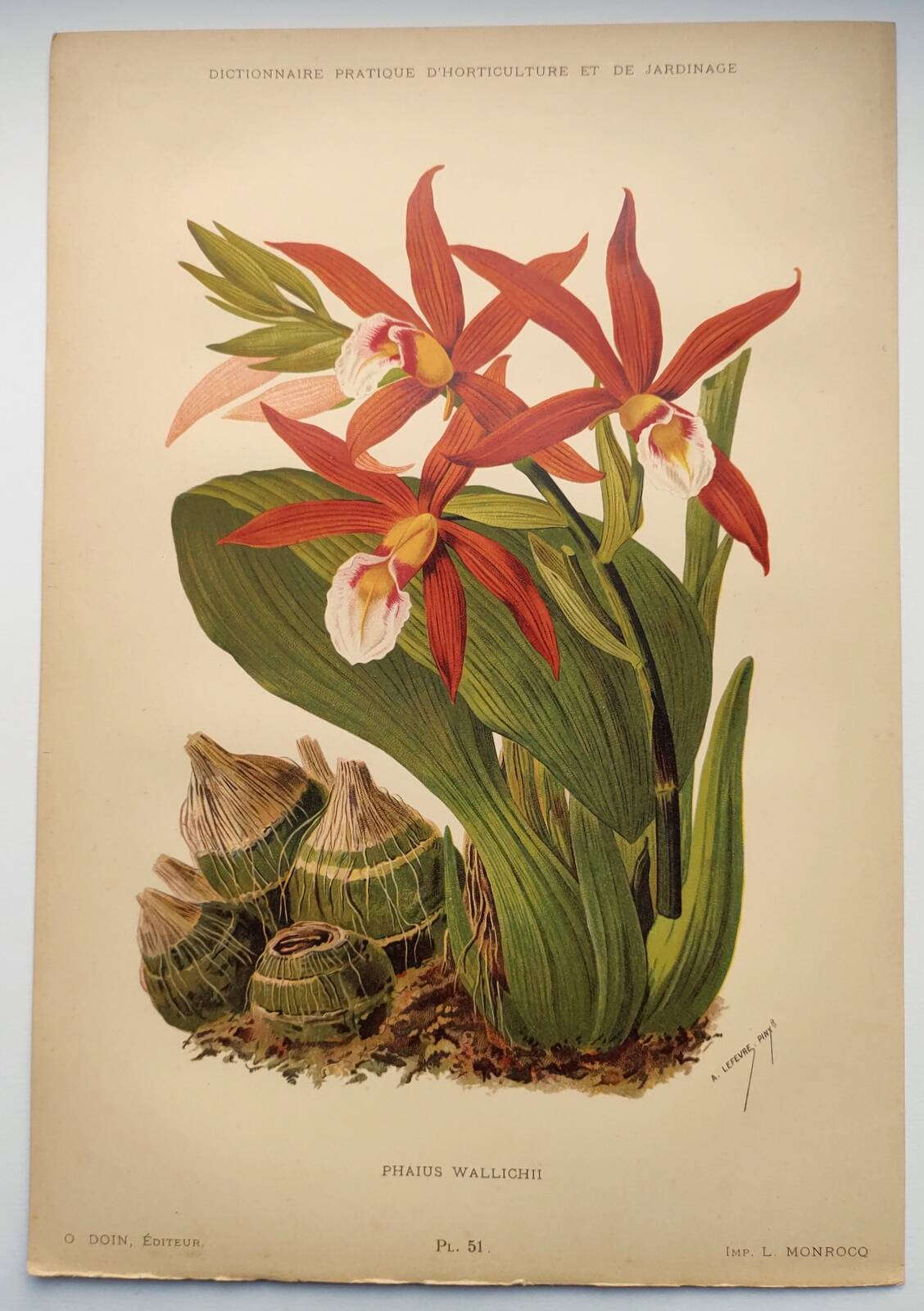 Botanical engraving from 1897 - Phaius Wallichii - Old flower plate by Achille Lefevre