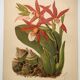 Botanical engraving from 1897 - Phaius Wallichii - Old flower plate by Achille Lefevre