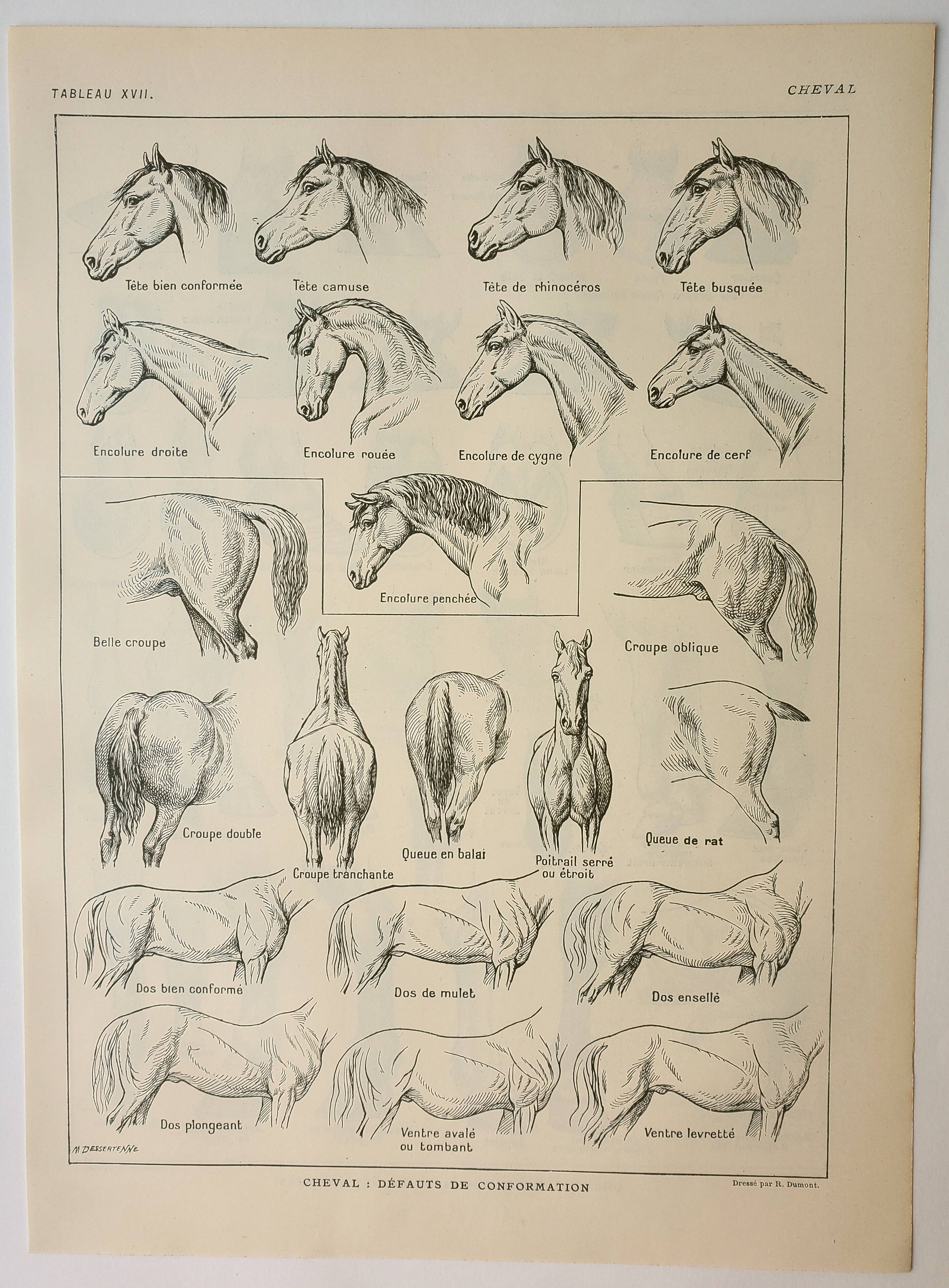 Old engraving 1922, Horse, conformation, anatomy, stable • Lithograph, Original plate