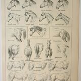Old engraving 1922, Horse, conformation, anatomy, stable • Lithograph, Original plate