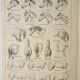 Old engraving 1922, Horse, conformation, anatomy, stable • Lithograph, Original plate