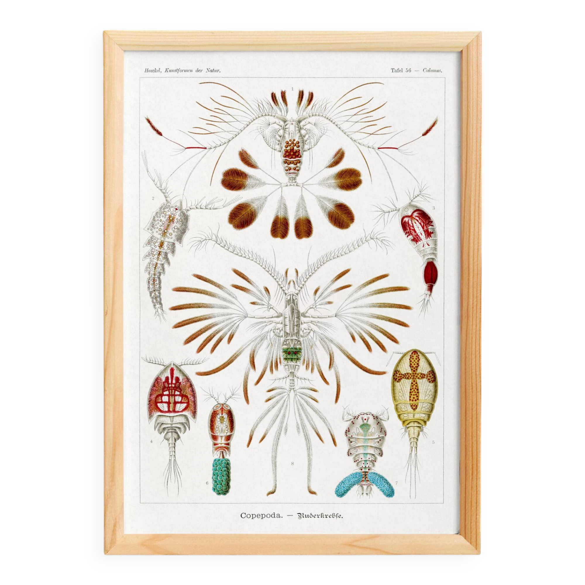 Poster about crustaceans, based on an old lithograph from 1904.