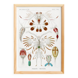 Poster about crustaceans, based on an old lithograph from 1904.