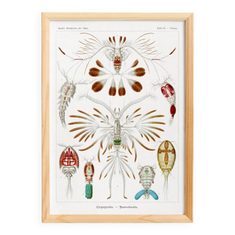 Poster about crustaceans, based on an old lithograph from 1904.
