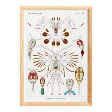 Poster about crustaceans, based on an old lithograph from 1904.
