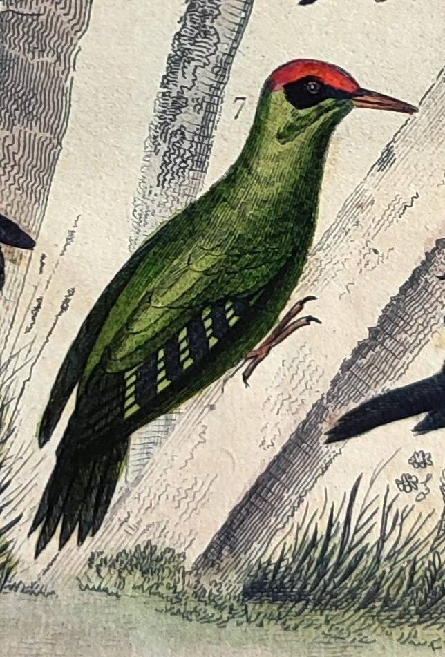 Original ornithological plate "Striped Promerops, Common Bee-eater, Buffon's Nightjar, 1838"