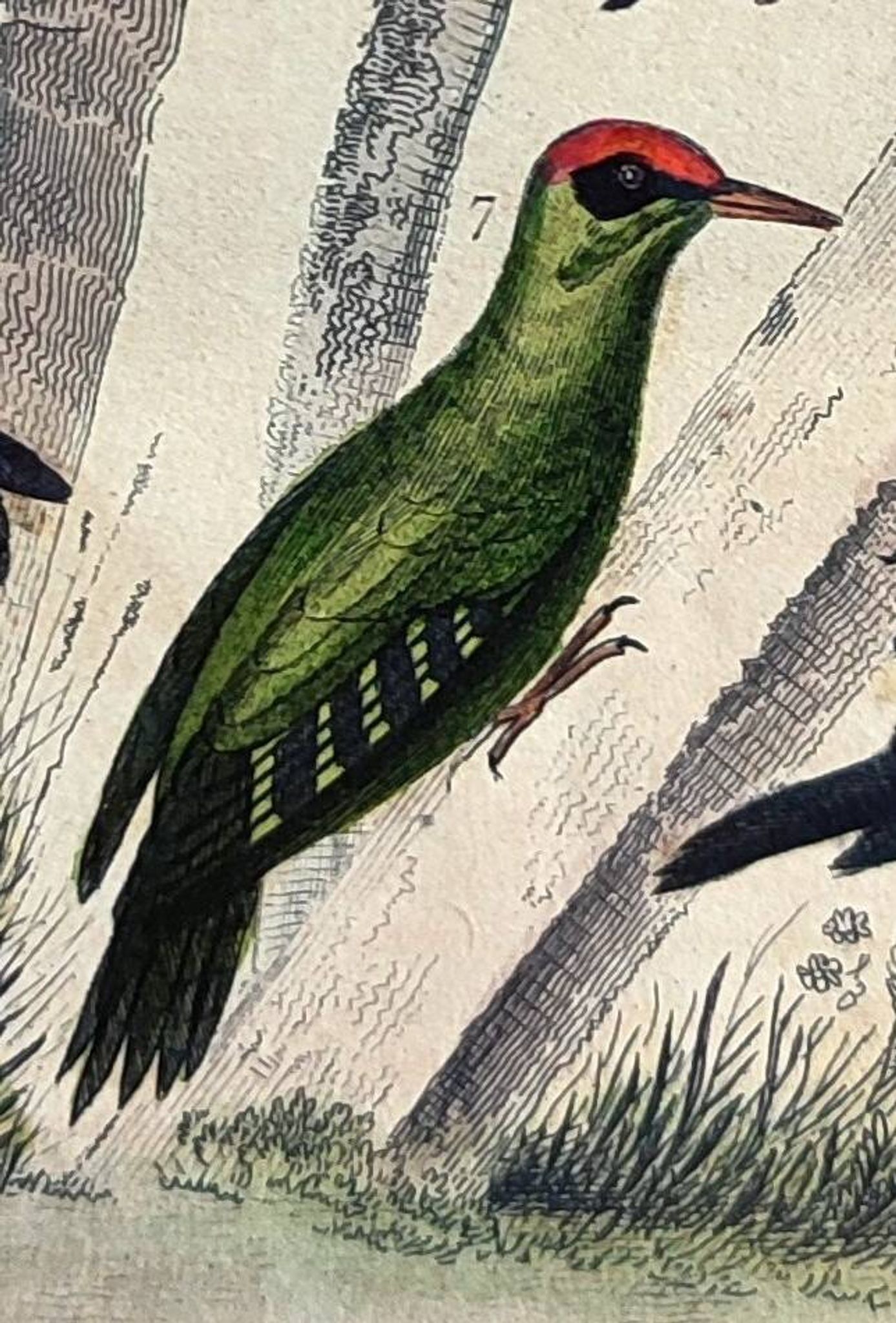 Original ornithological plate "Striped Promerops, Common Bee-eater, Buffon's Nightjar, 1838"