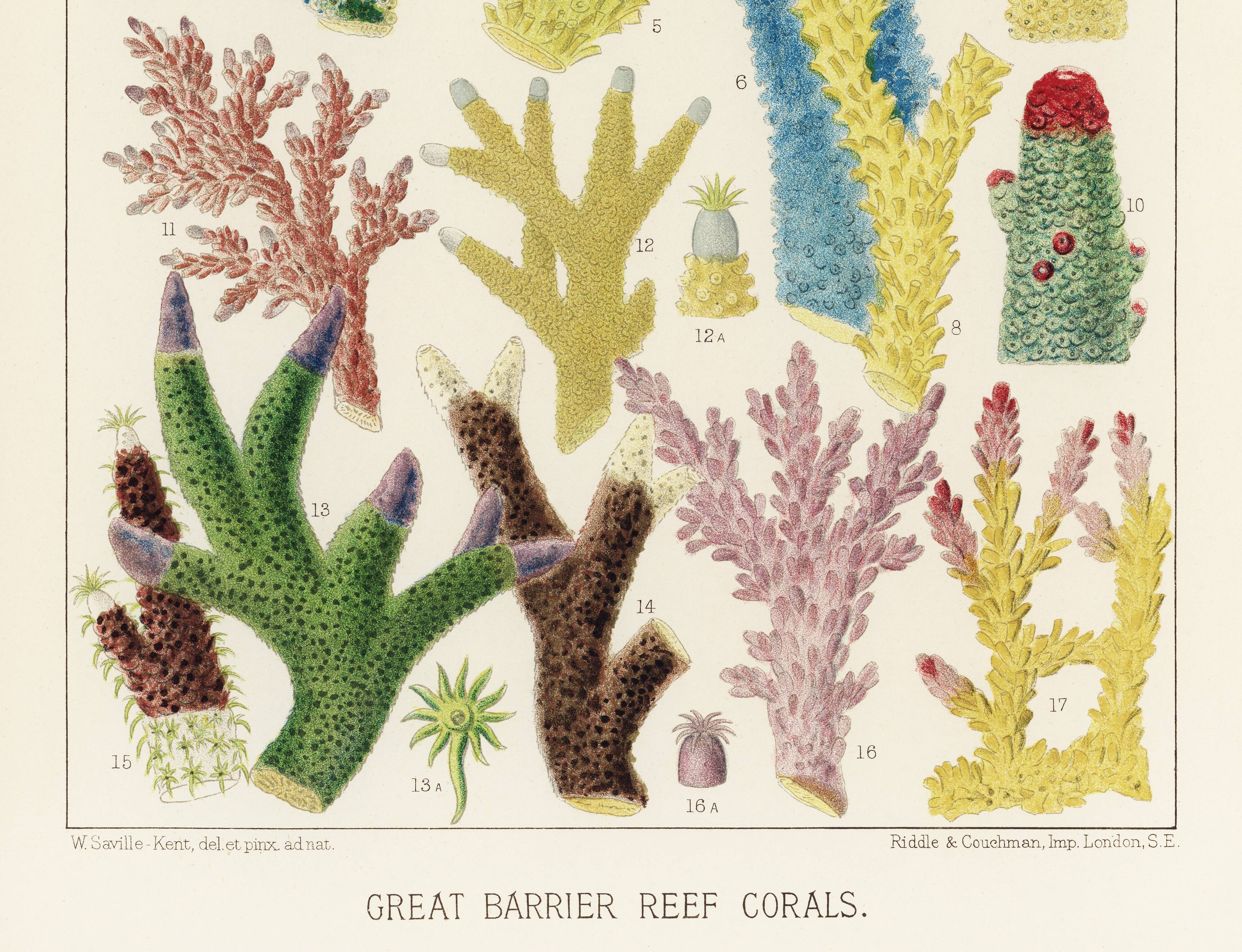 Poster about colored corals, based on an old lithograph from 1893