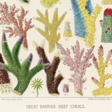 Poster about colored corals, based on an old lithograph from 1893